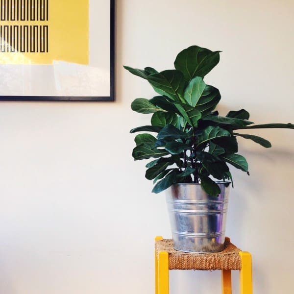 Plant on yellow stool