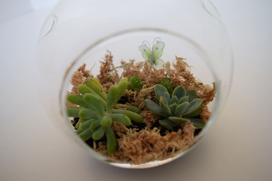 Close up of terrarium