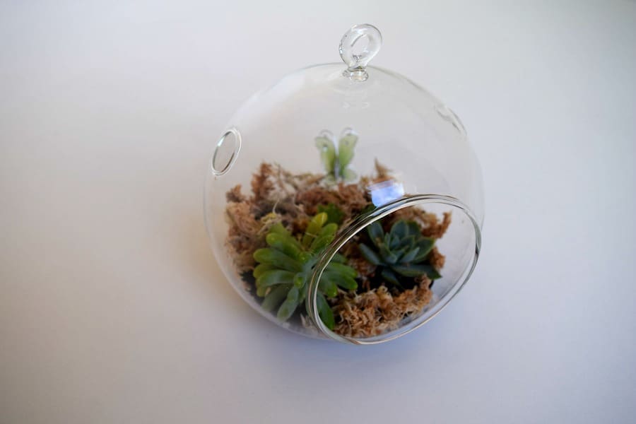 Terrarium