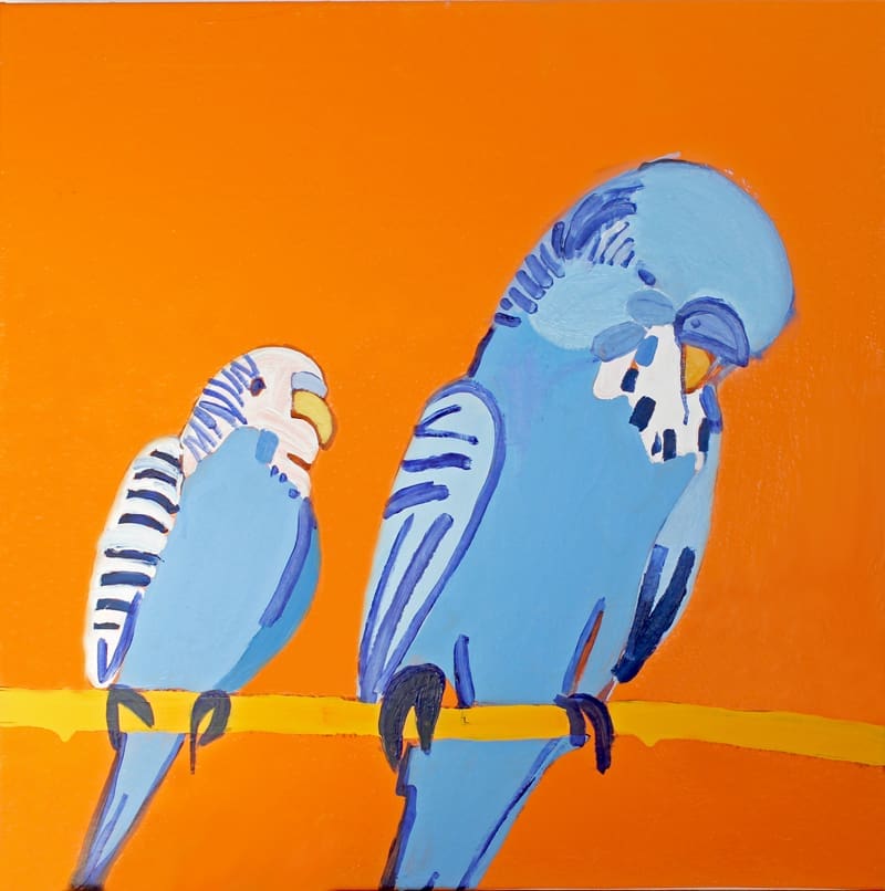 Blue budgies on orange background