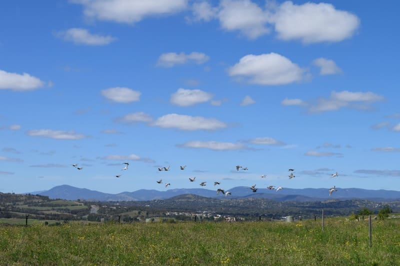 Birds