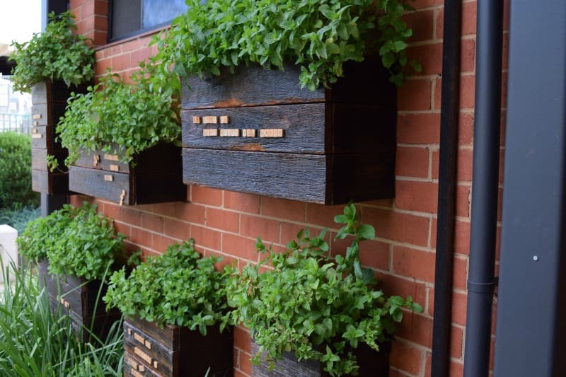 hanging herbs