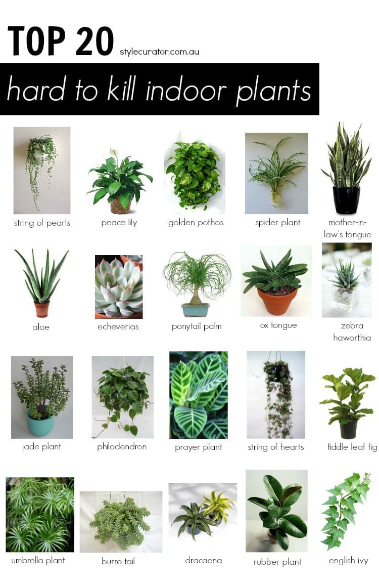 Pictures Of House Plants And Their Names