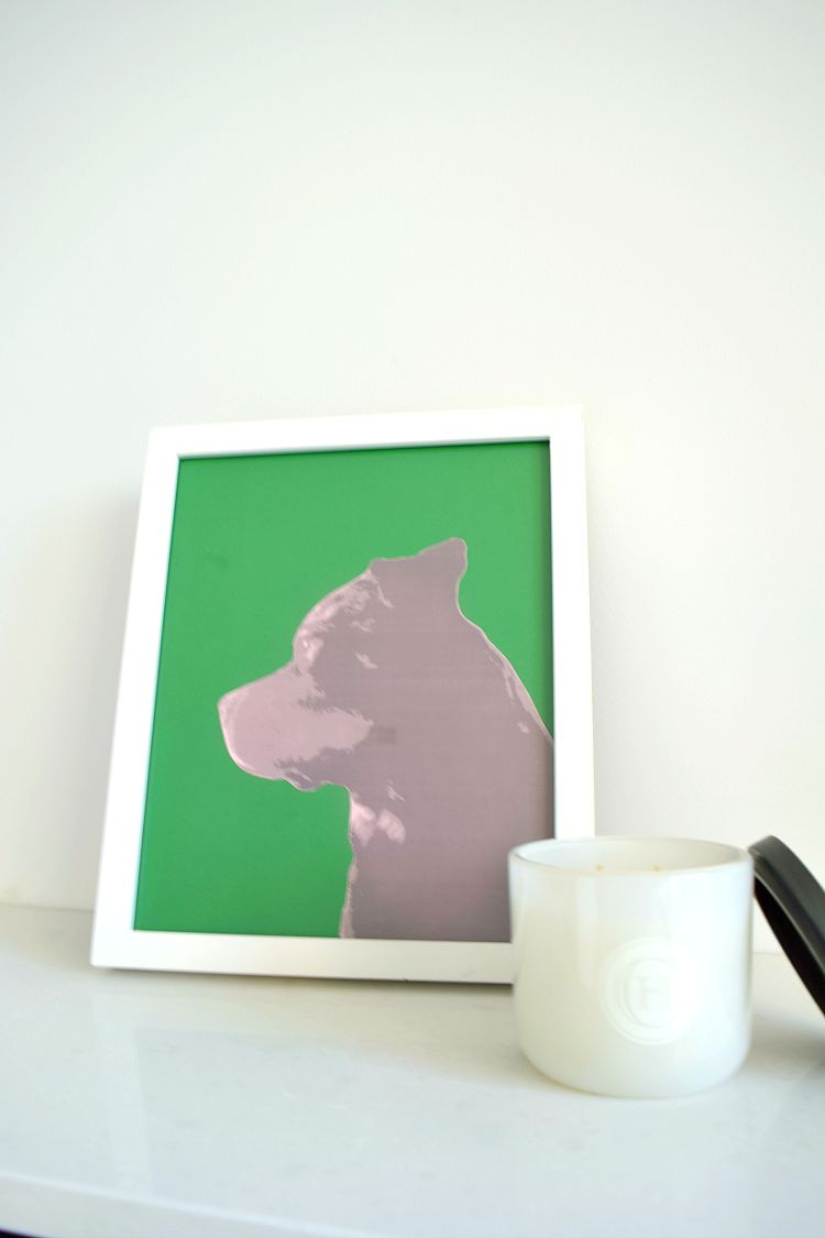 Green and pink pet portrait