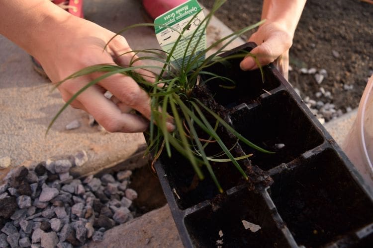 Planting some Mondo grass between paving