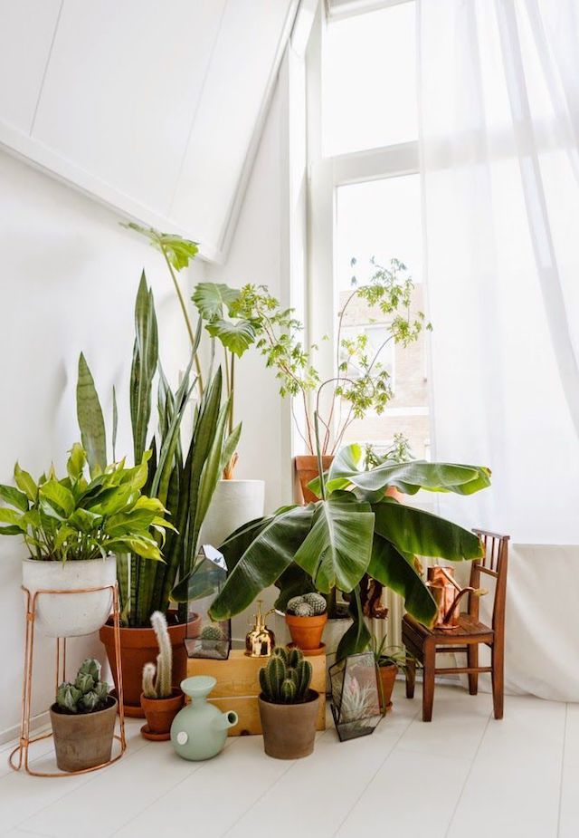 Beautiful indoor plants