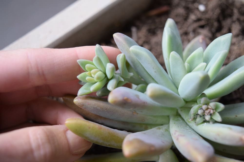 How do you plant succulents information