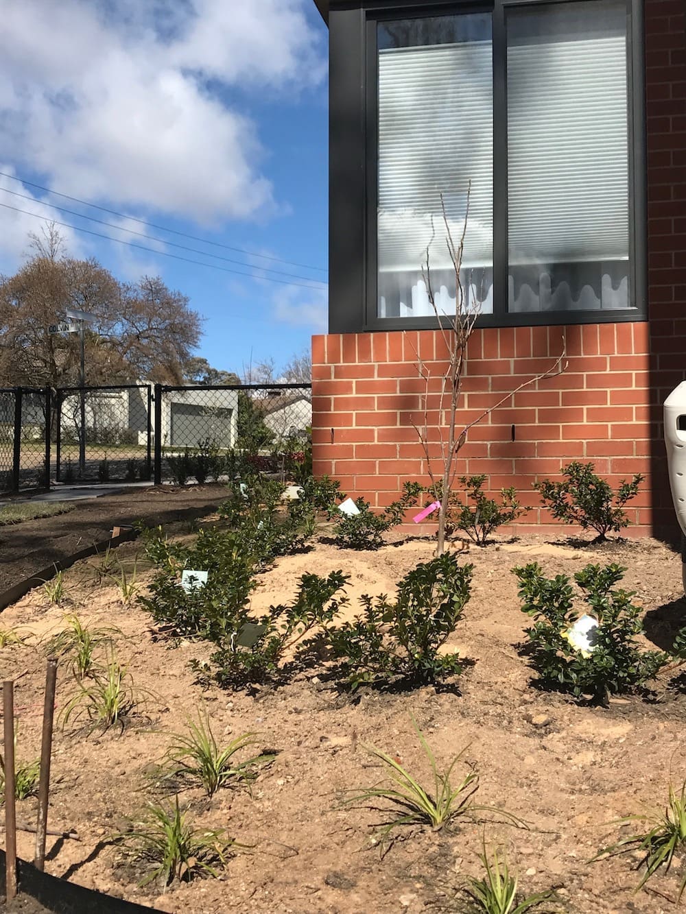 Plants in garden bed