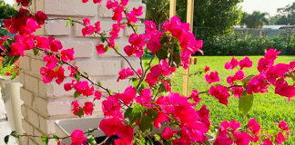 Bougainvilleas_fromthefloridaroom