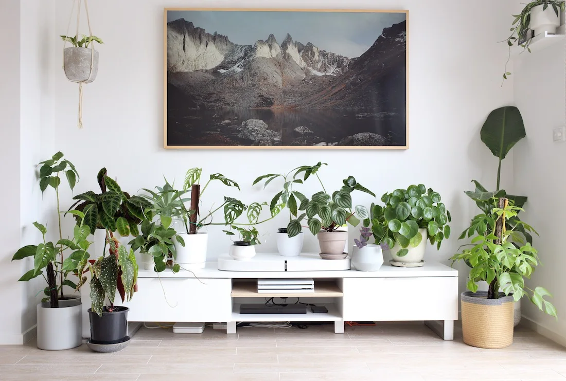 Plant family reasons why you're killing your indoor plants