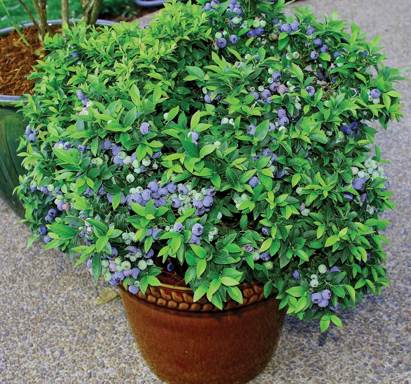 blueberries-in-container