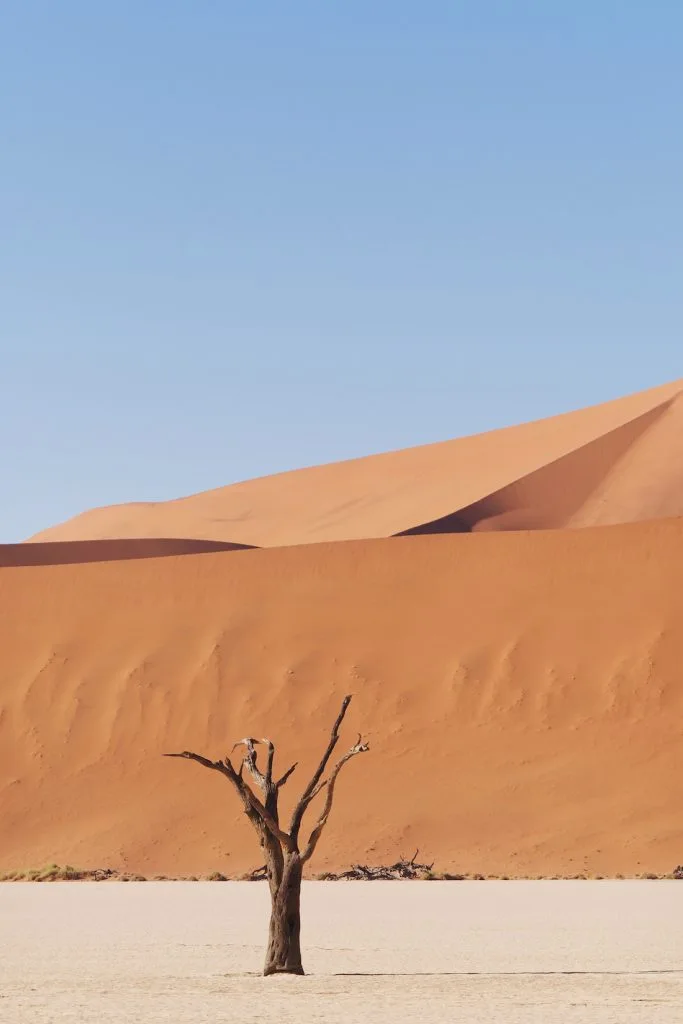 The Wandering Lens_Lisa Michele Burns_Dead Vlei