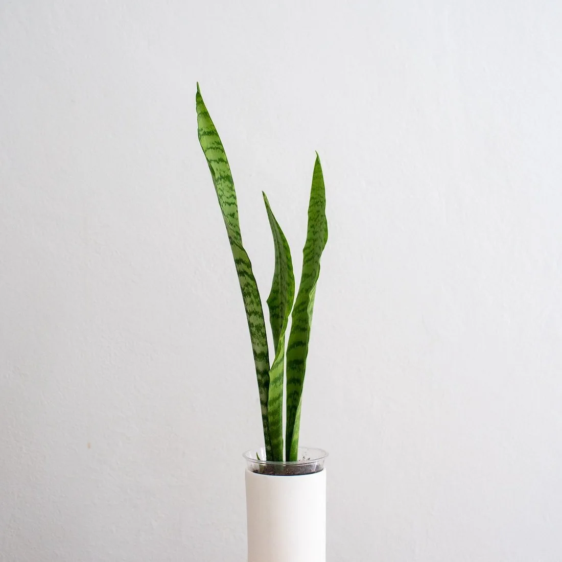 Snake plant or mother in laws tongue indoor plant