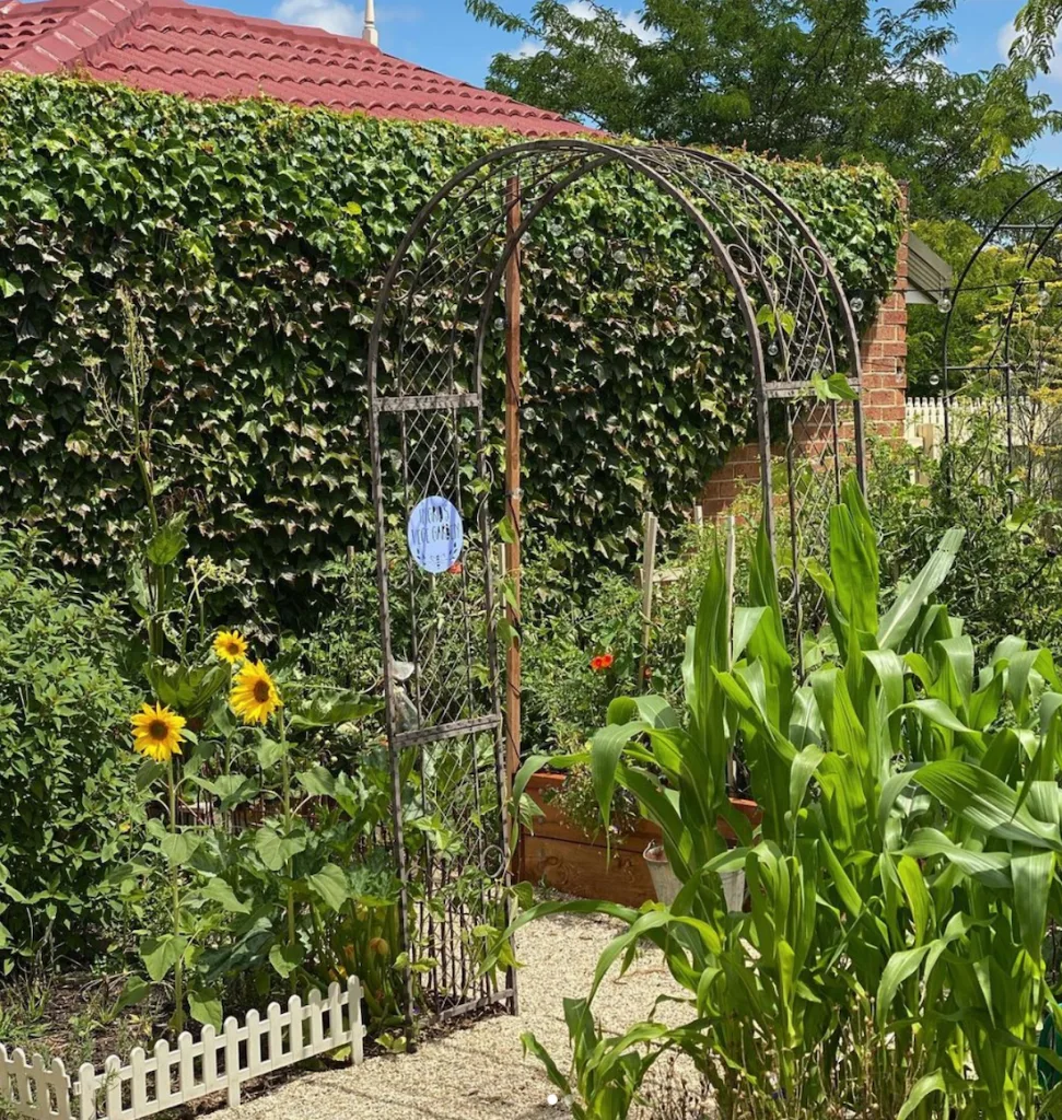 Summer vegetable garden