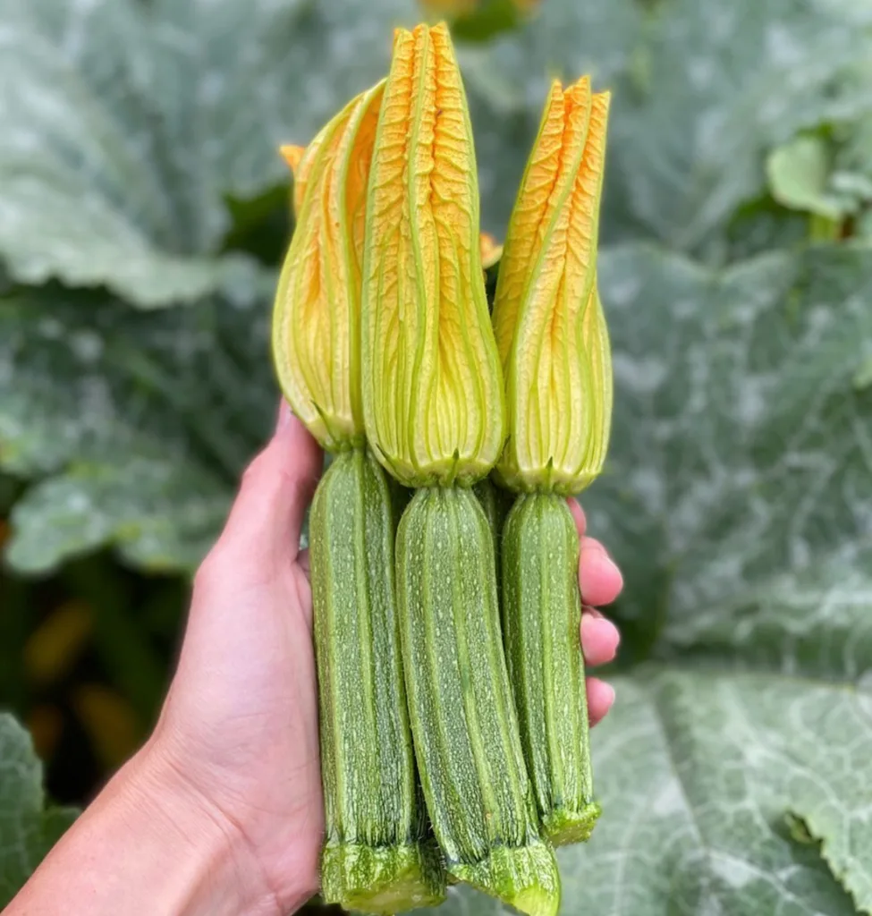 Zucchini with flowers