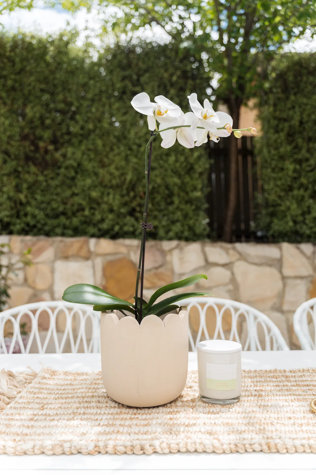 Orchid flower in scalloped pot