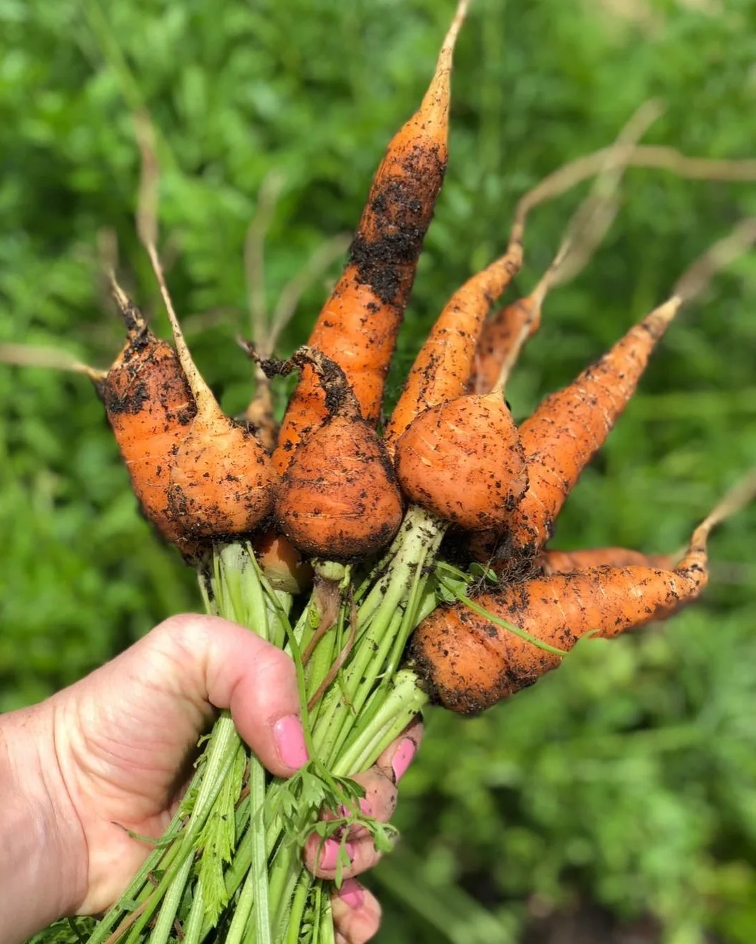 Home grown carrots