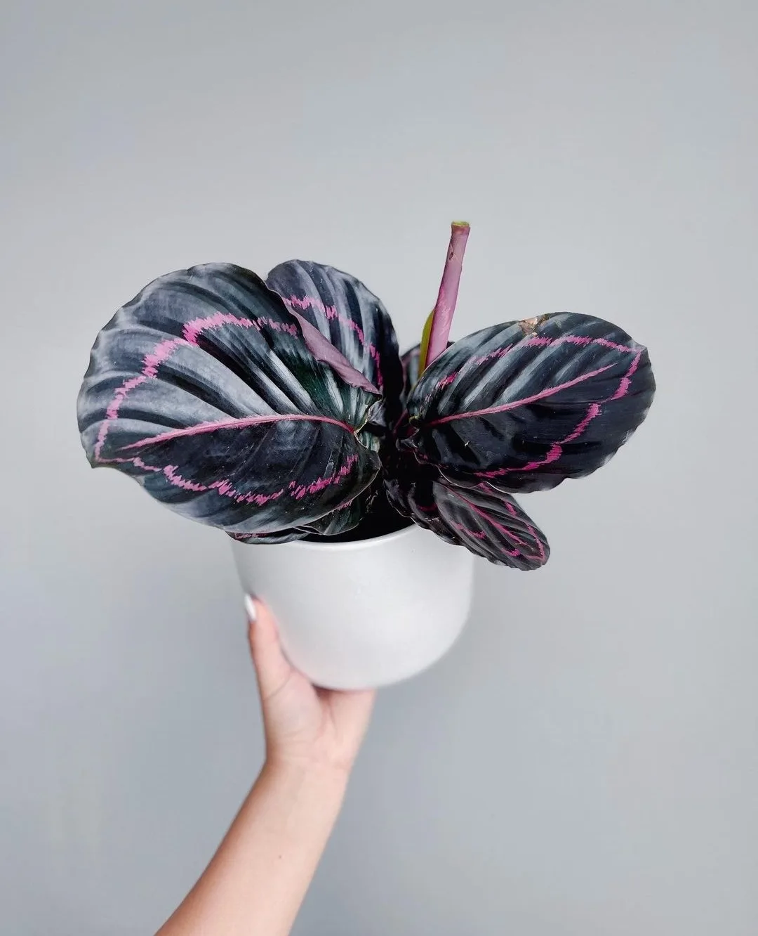 prettiest pink plants _ rose painted calathea in pot