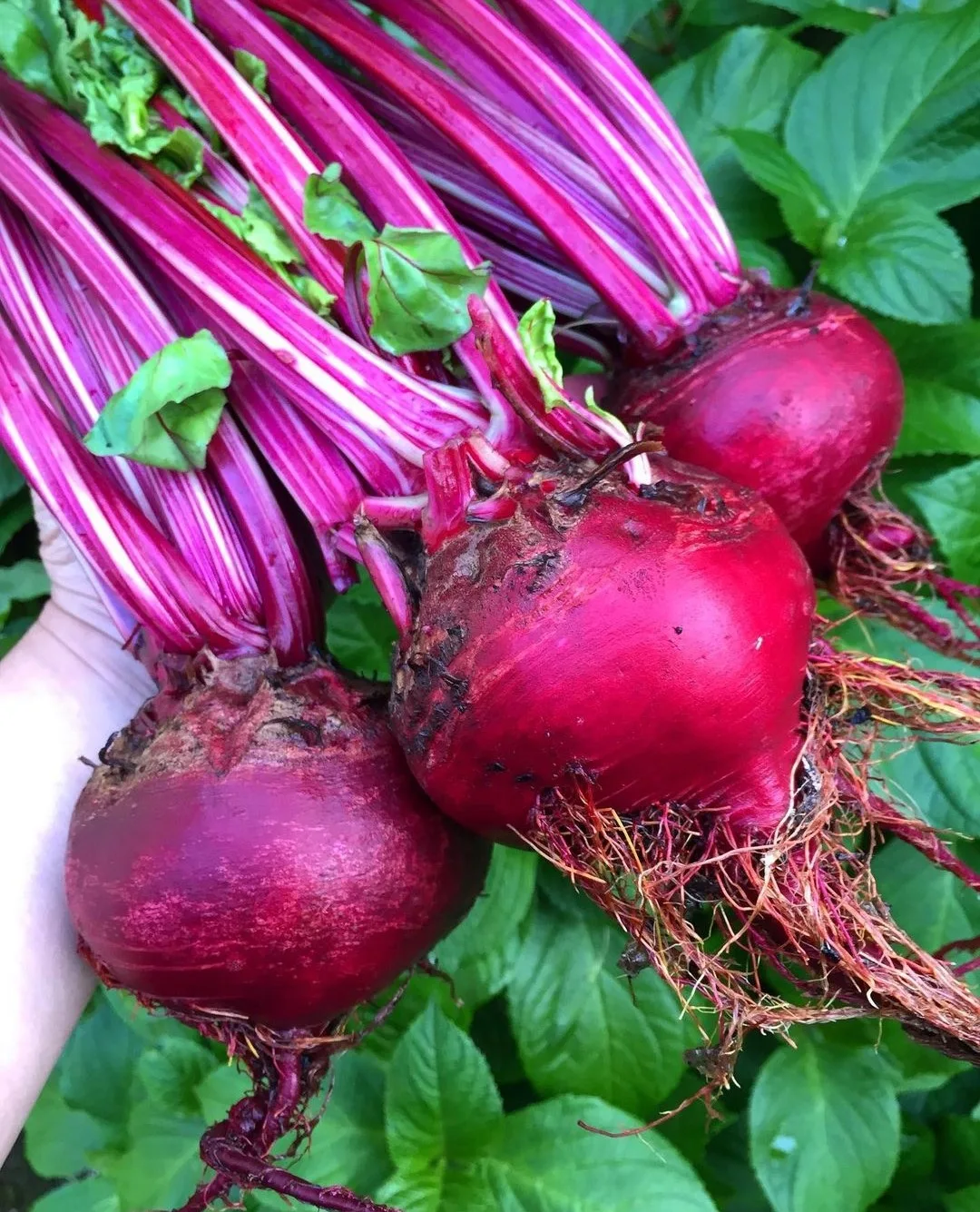 Freshly picked beetroot