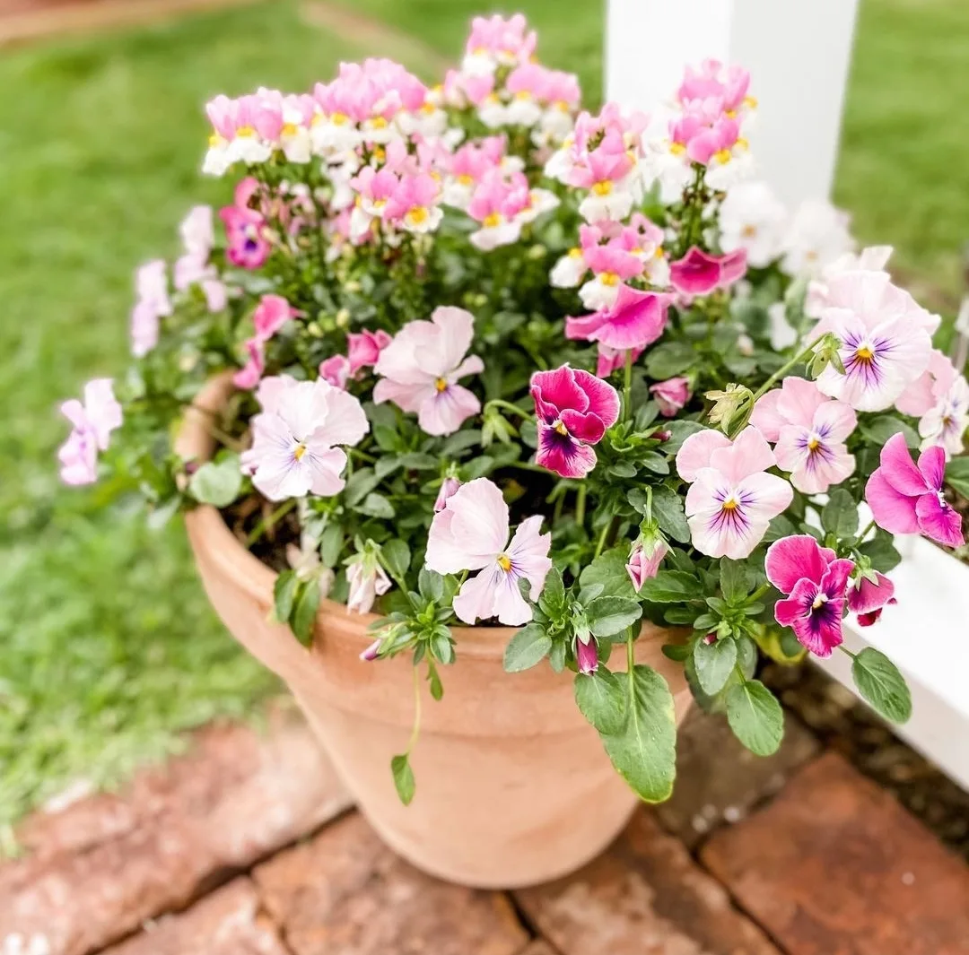 Pink pansies on outside deck