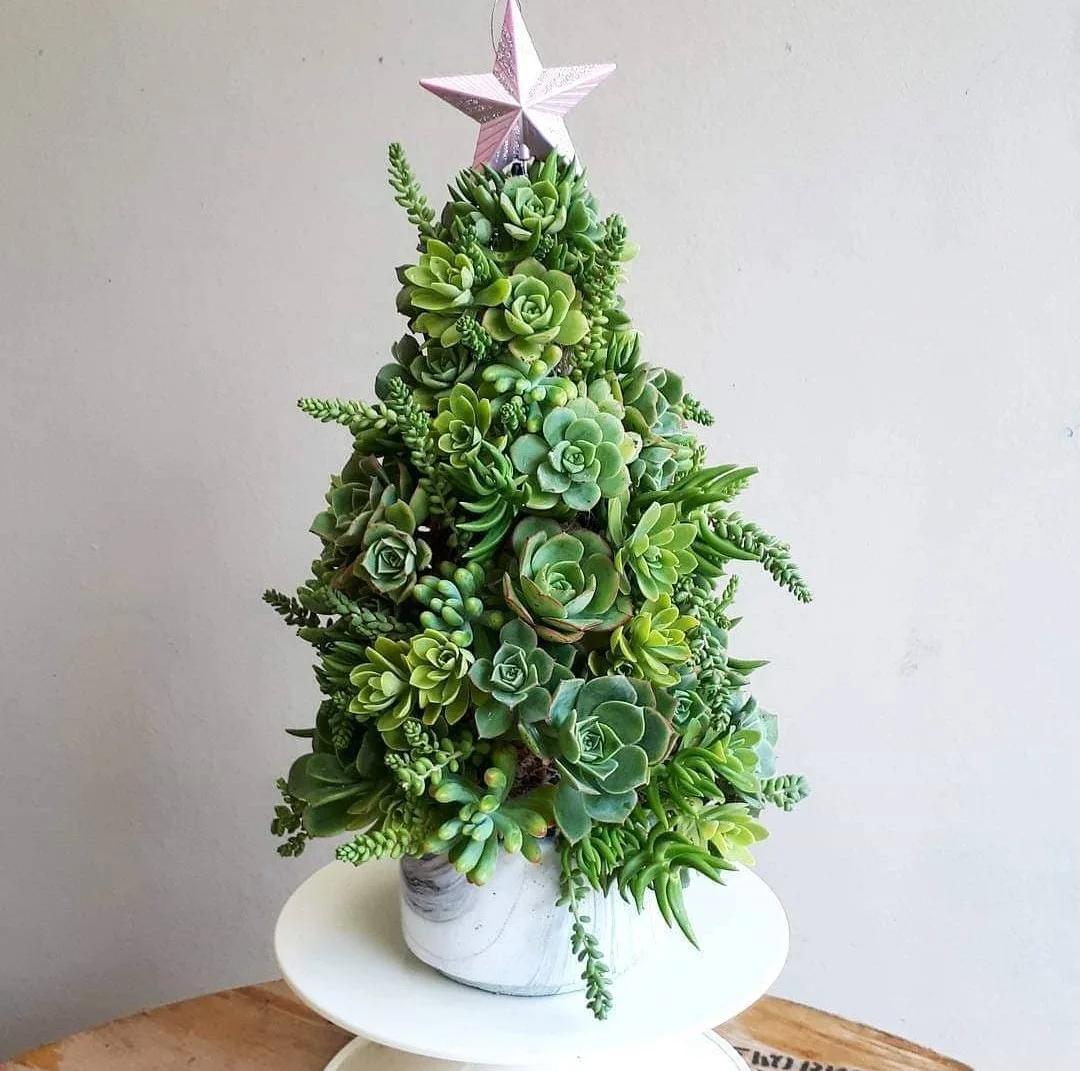 Succulent Christmas tree