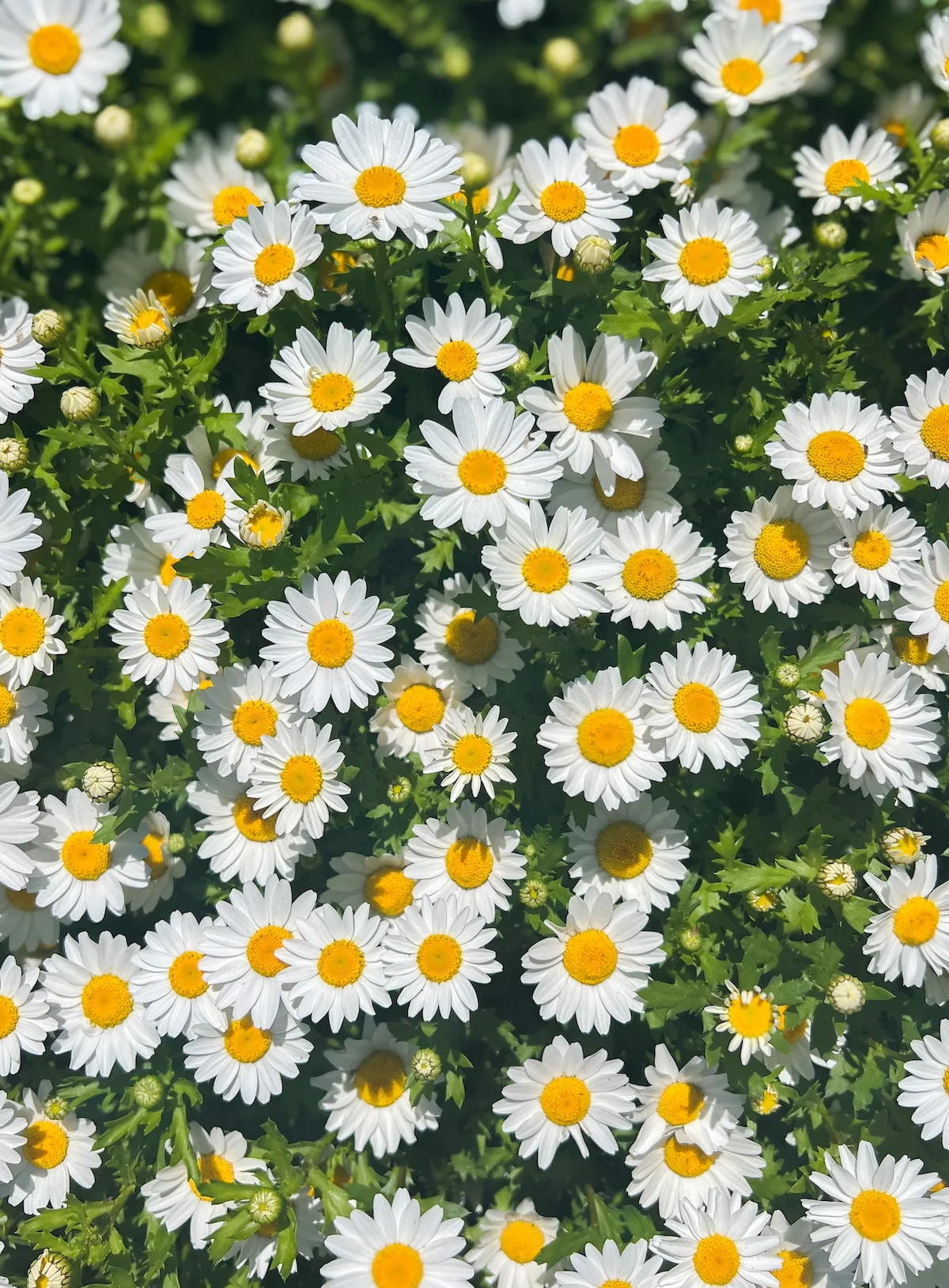 Daisy flowers