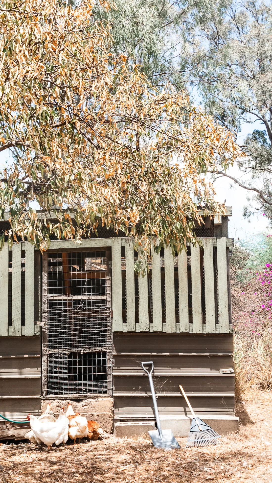 Summerholm House chicken coop on property