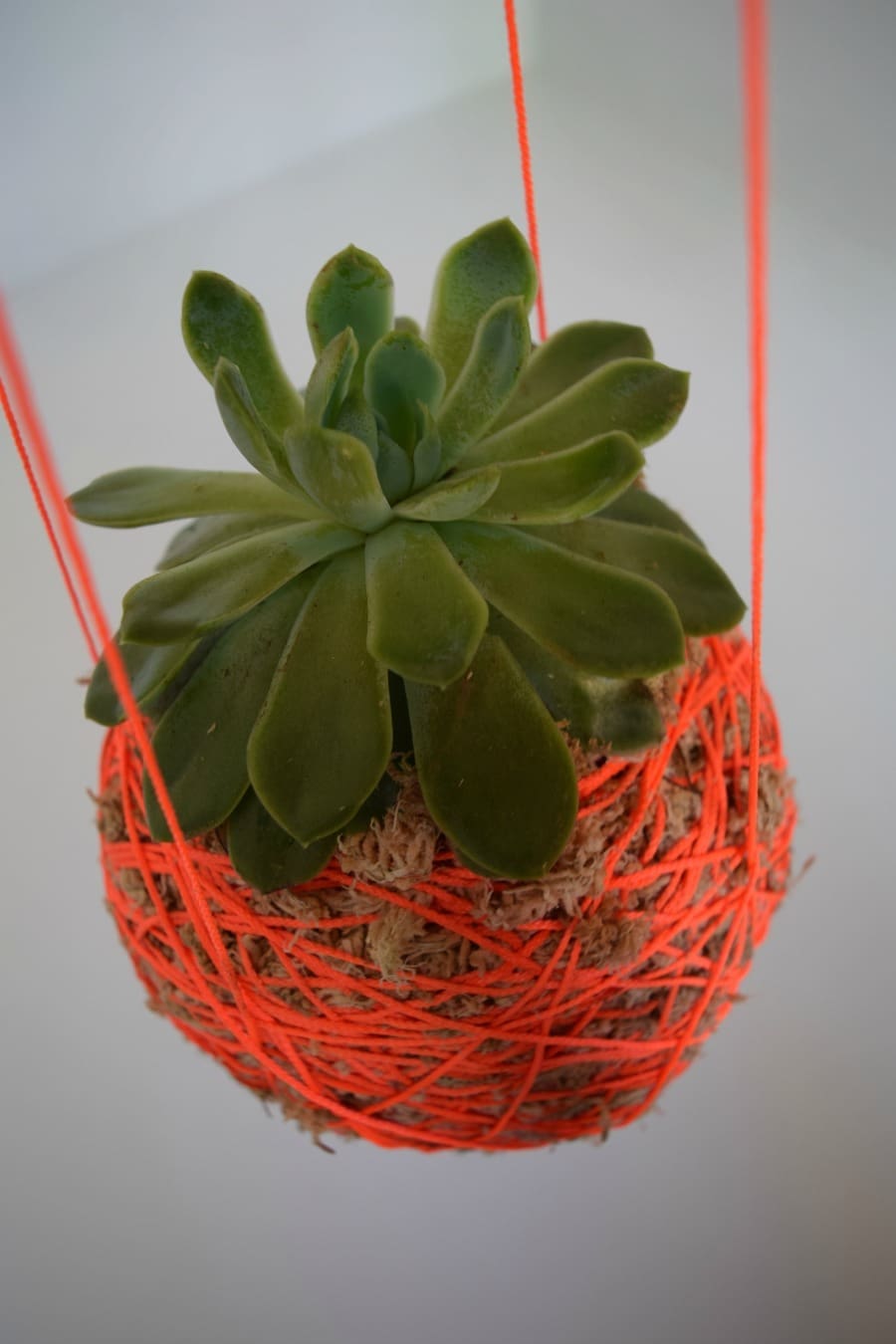 DIY Hanging Moss Ball Planter