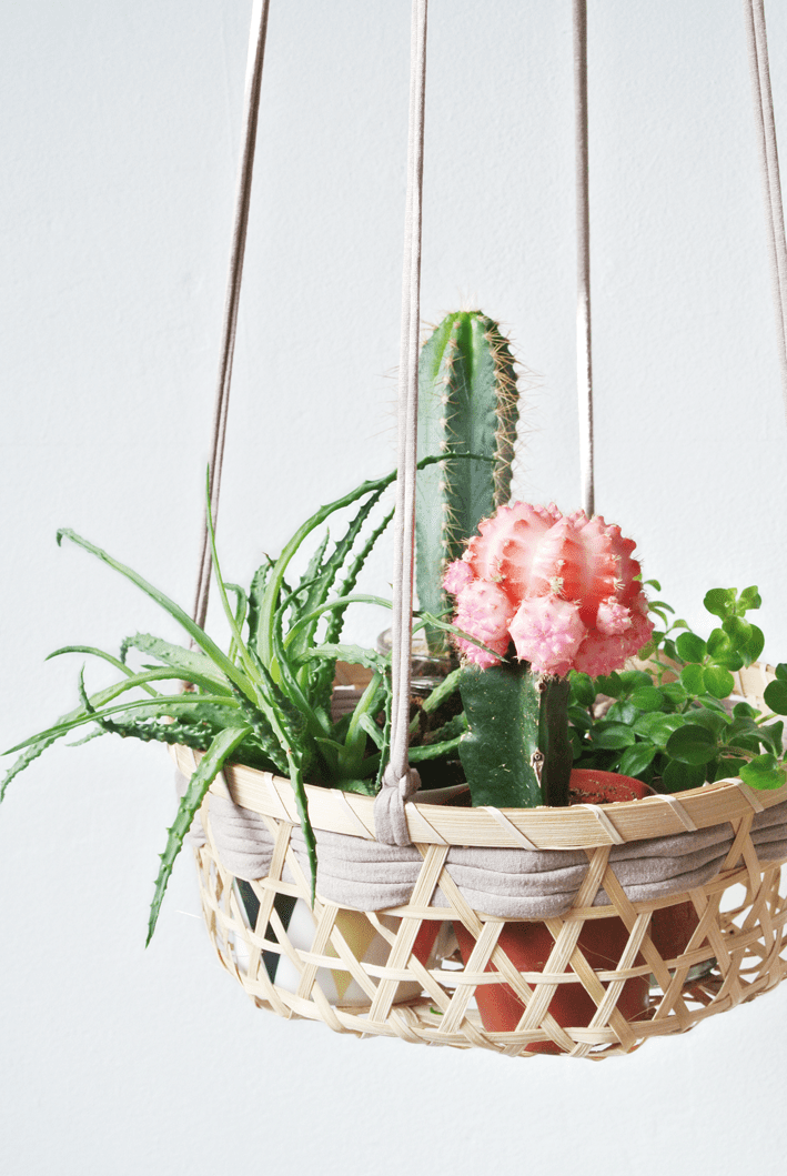 My Attic hanging planter