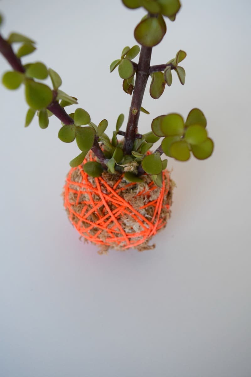 Finished moss ball