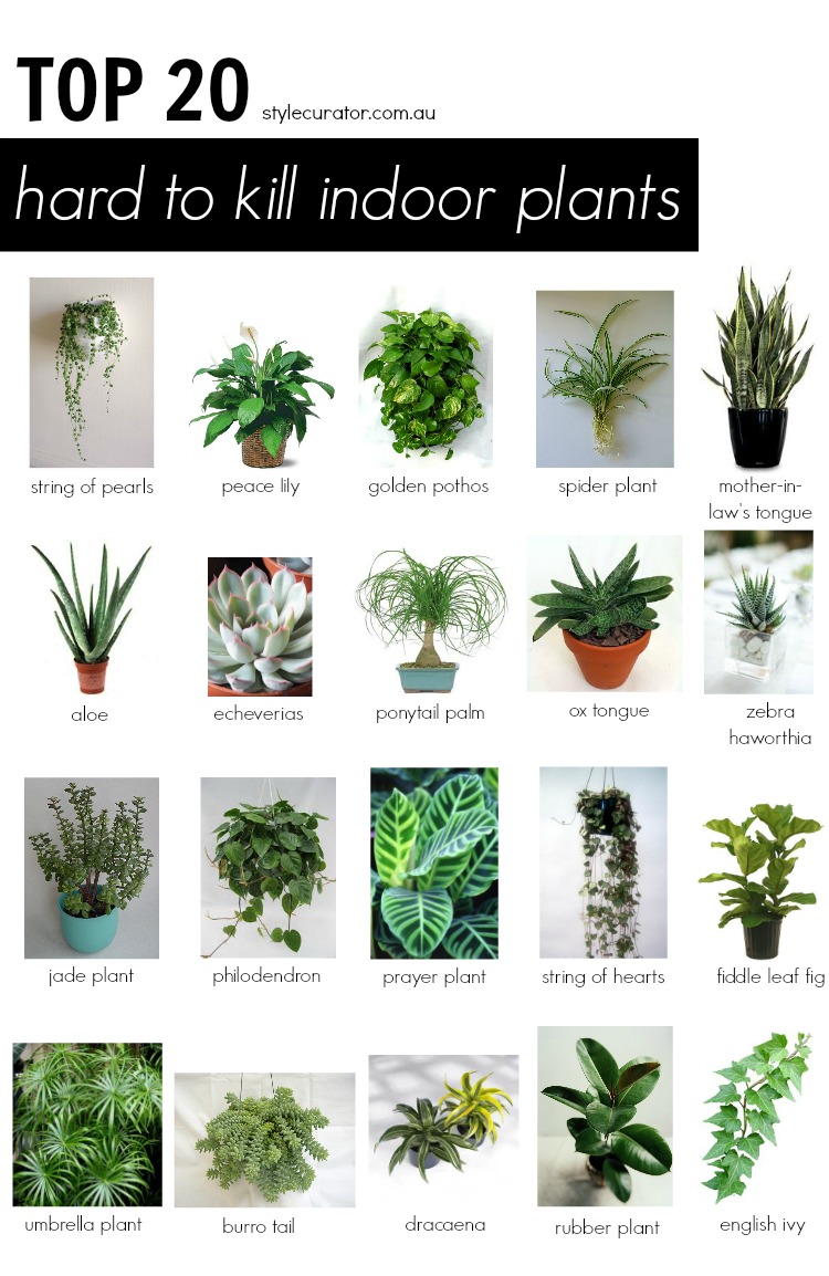 top 20 hard to kill indoor plants | style curator