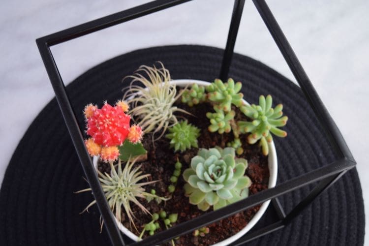 Kmart hack: Lantern into succulent garden