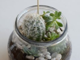 Terrarium feature