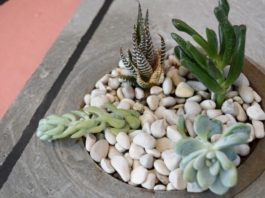 Plant succulents