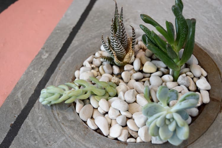 Plant succulents close up in Large Concrete Planter