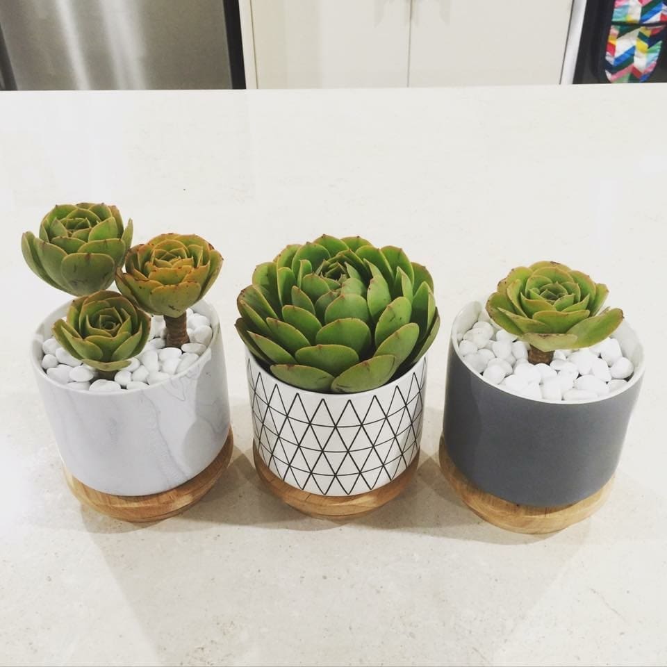 Succlent garden Kmart hacks