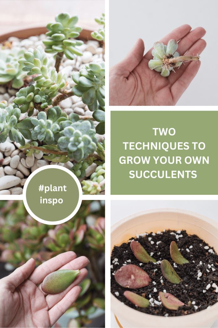 Learn how to grow succulents Two techniques for beginners