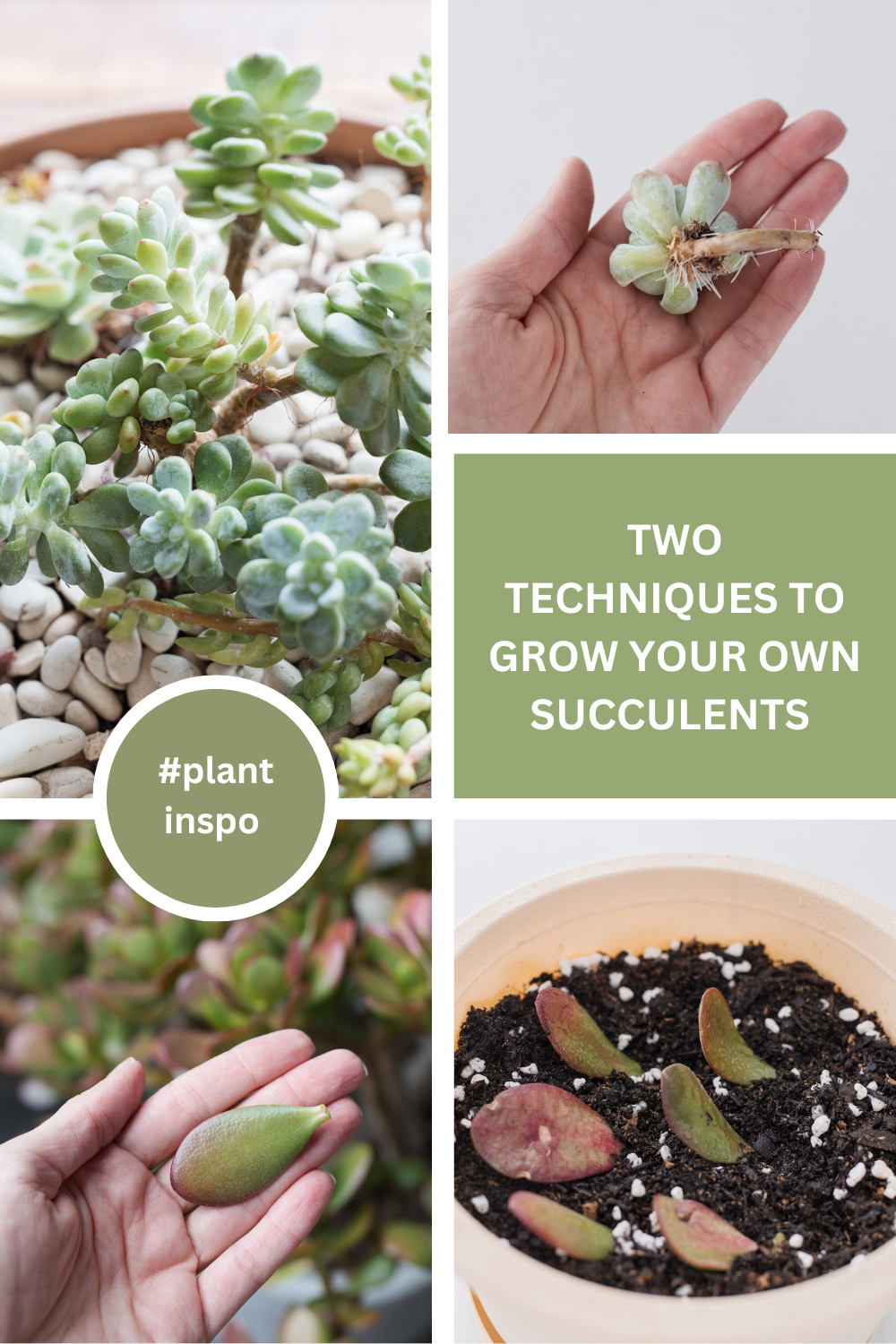 how to grow succulents