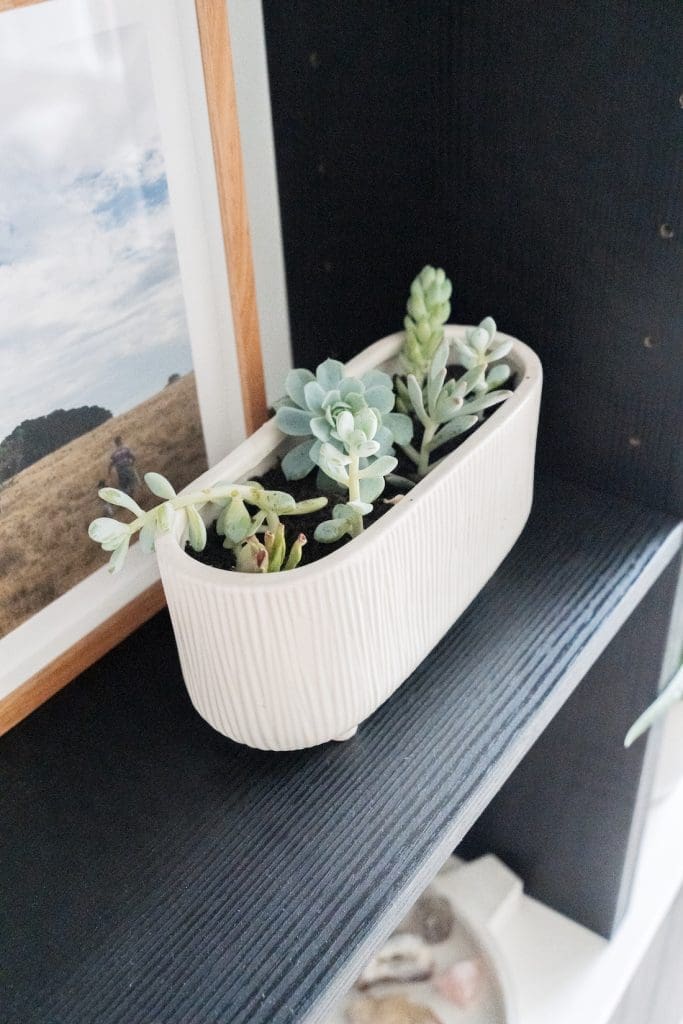 potted succulents