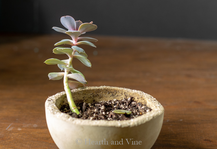 stretched out succulent _ how to grow succulents