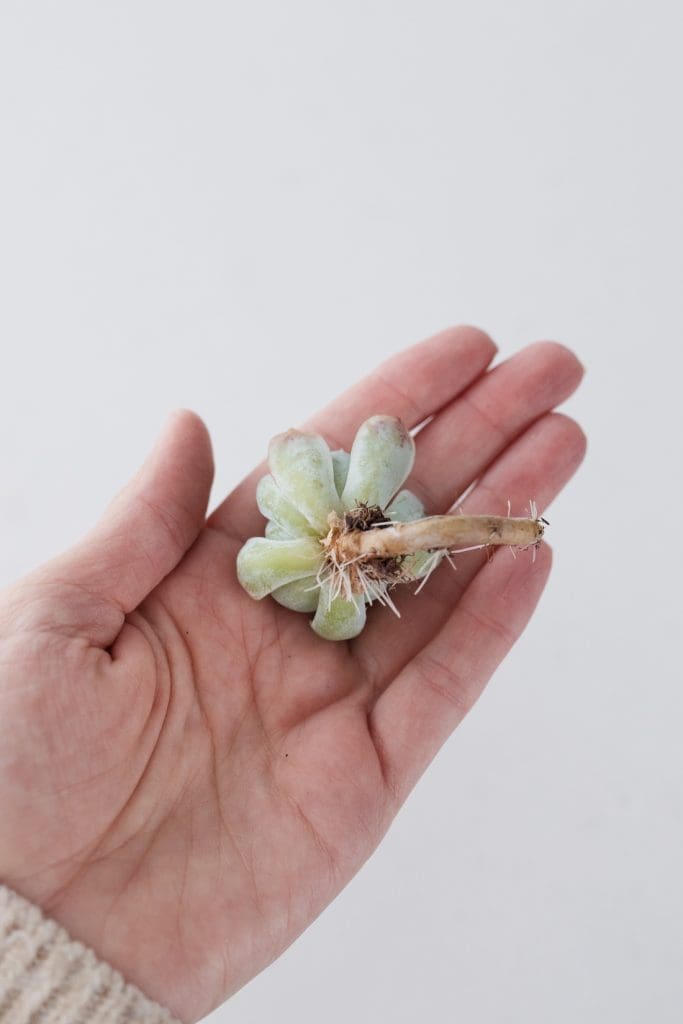 succulent cutting _ how to grow succulents