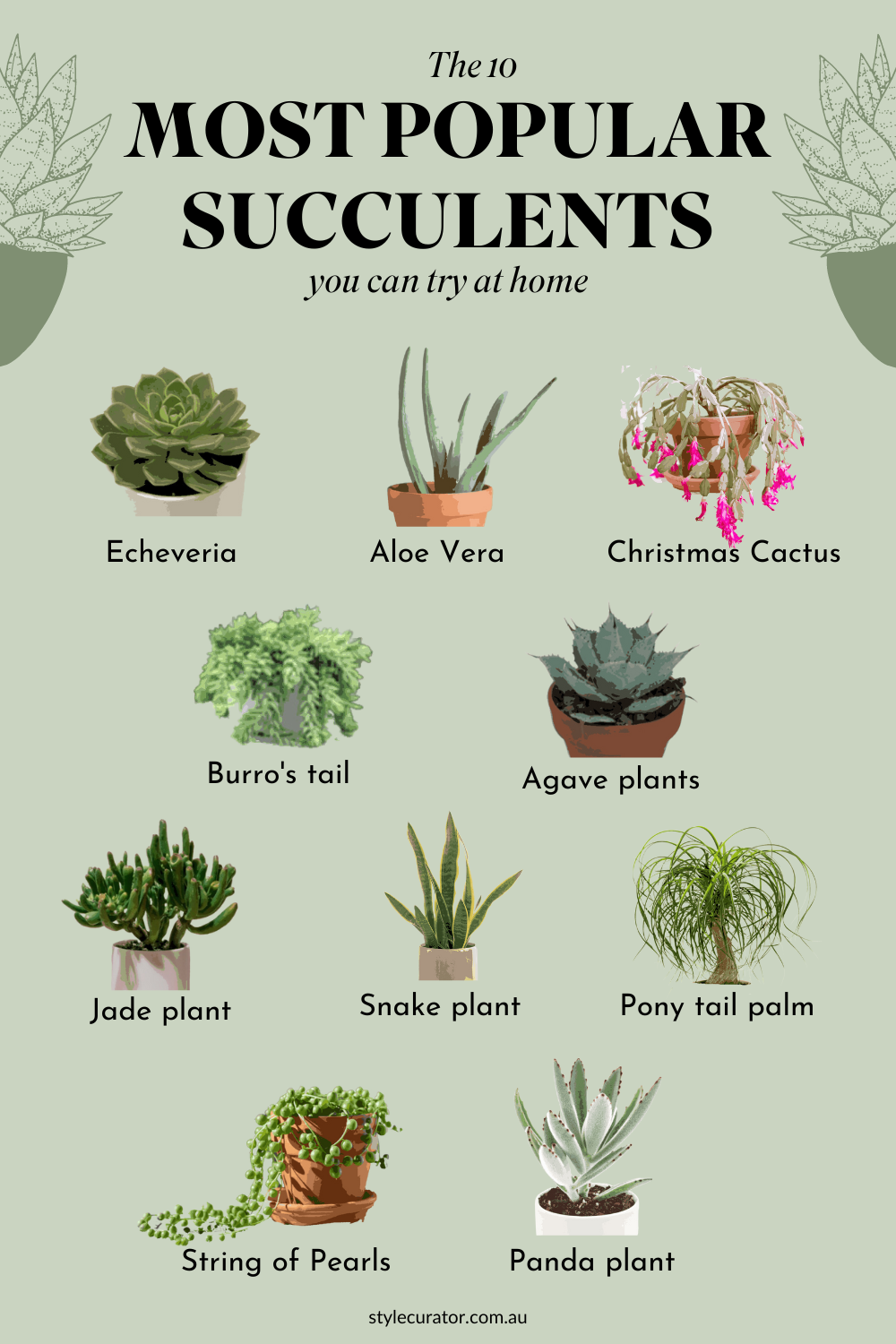 succulent guide
