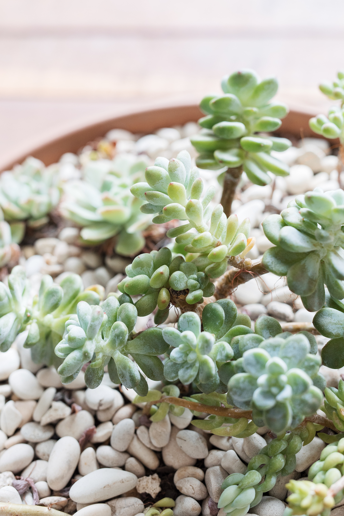 succulent propagation ideas _ how to grow succulents