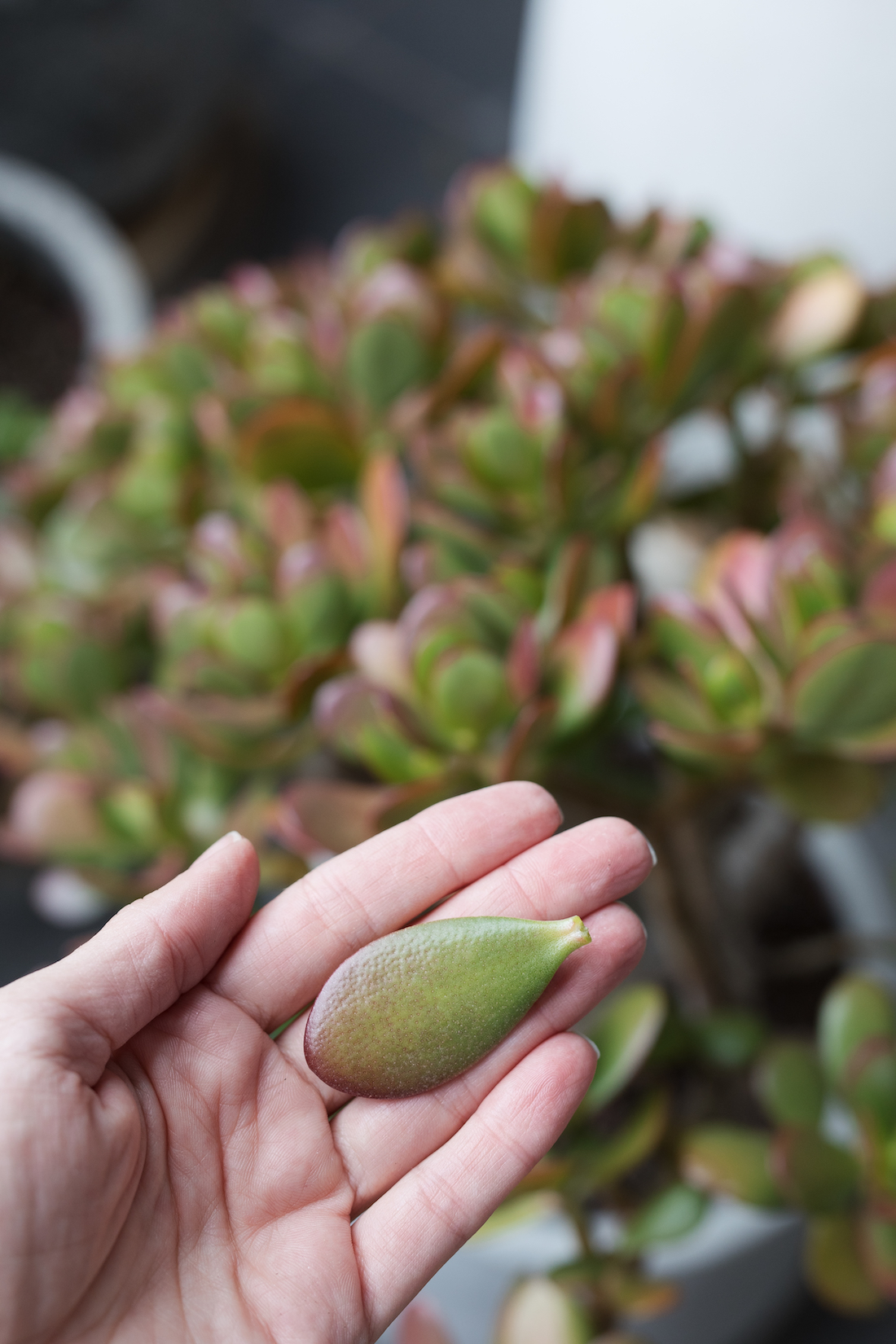 succulent propagation _ how to grow succulents