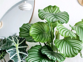 Prayer plant