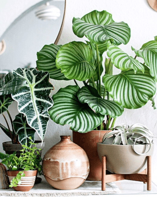 Top 10 trending indoor plants and where to use them Style Curator