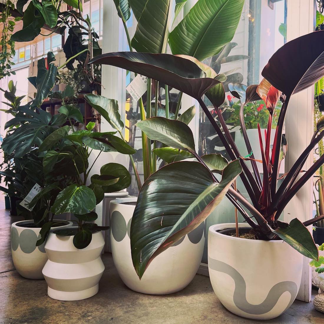 large potted plants _ Perth shopping guide