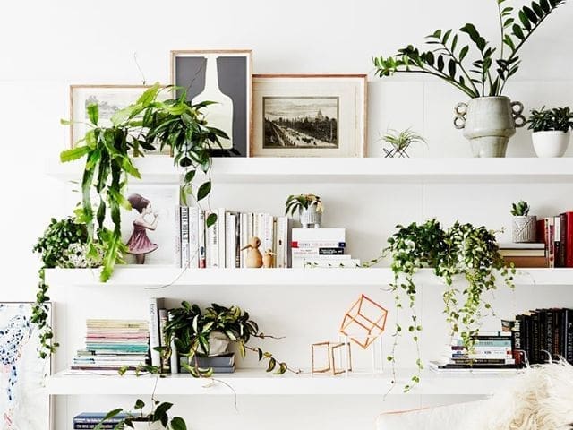 Plants incorporate elements of Feng Shui into your home