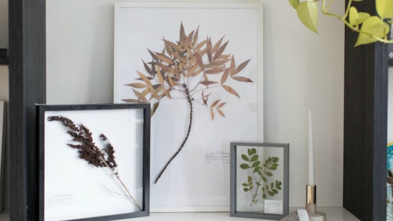 DIY Herbarium under $15!