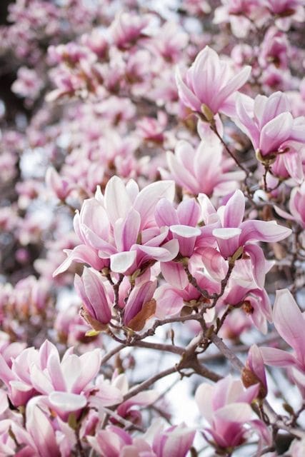 Magnolia flowers